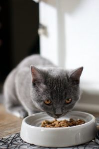 Des croquettes de qualité pour votre chat