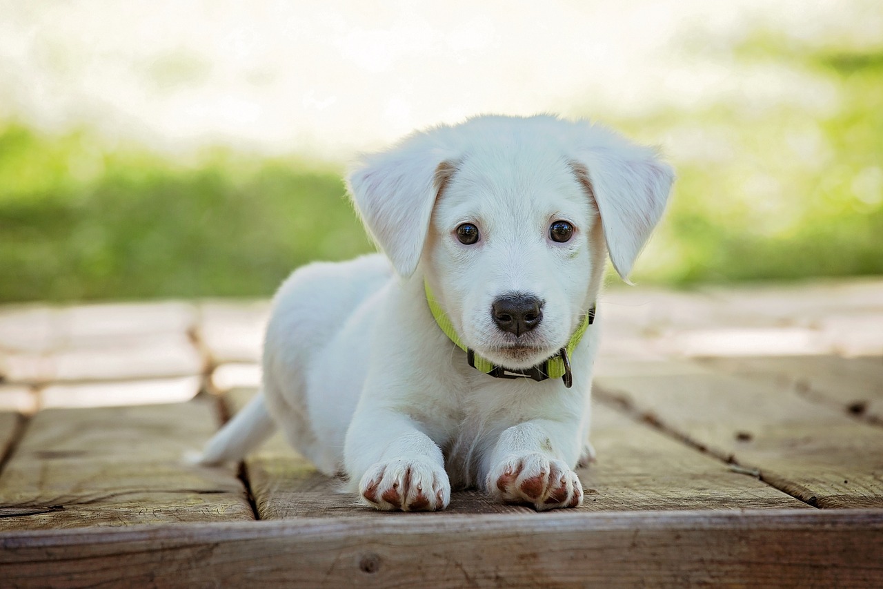 pattes de chien