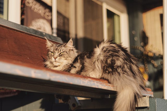 Aménagement pour stimuler Maine Coon