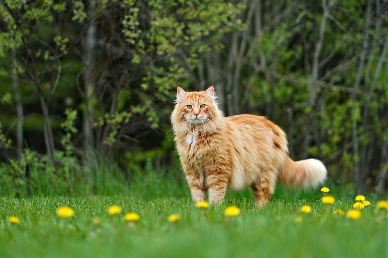 astuces-amenagement-pour-stimuler-maine-coon