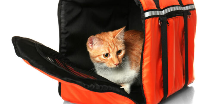 Où acheter le meilleur sac de transport pour chat ?