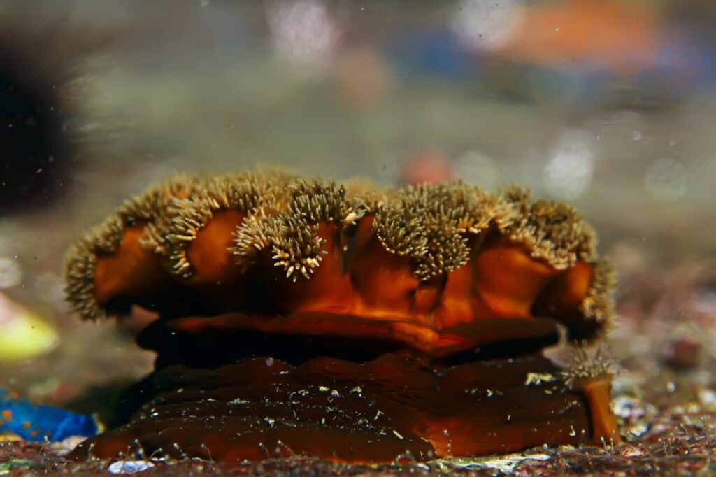 Algues brunes aquarium démarrage : faut-il les enlever ?