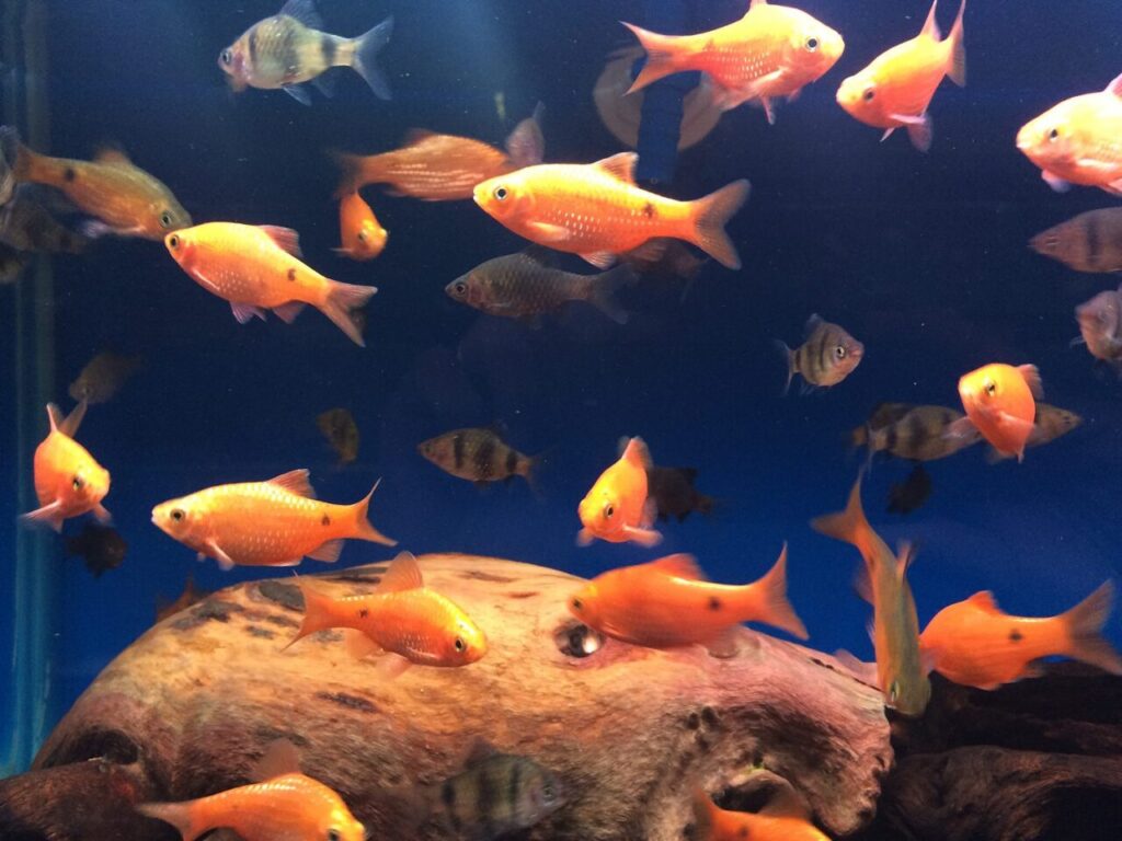 Quel aquarium adapté acheter pour sortir un poisson rouge d’un bocal ?