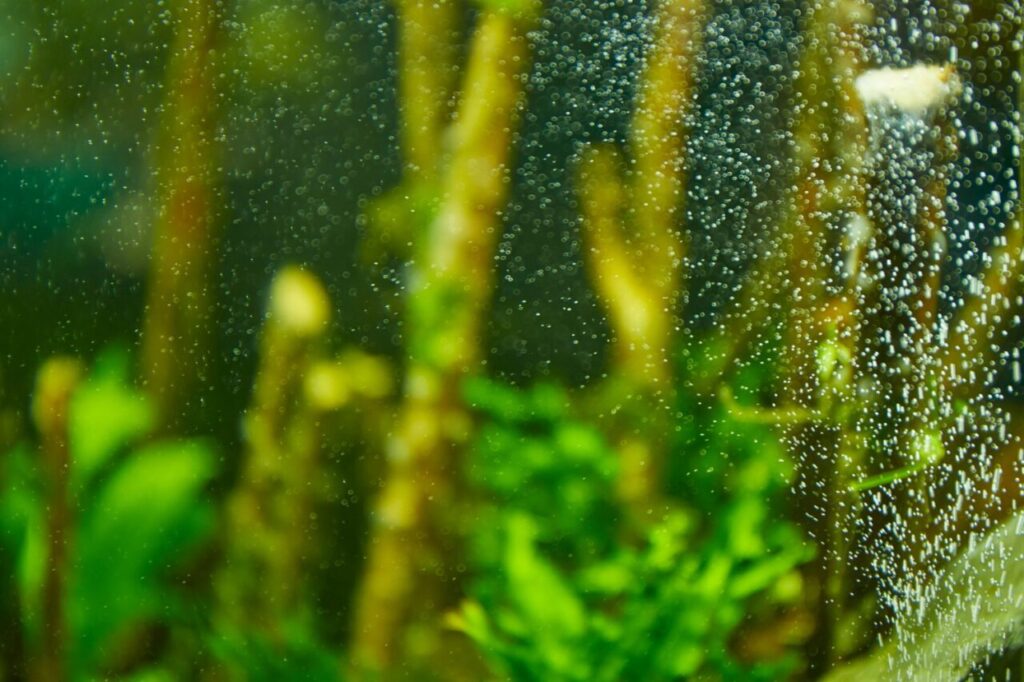 Eau verte dans un aquarium de 100 litres près d’une fenêtre : agir sans risque