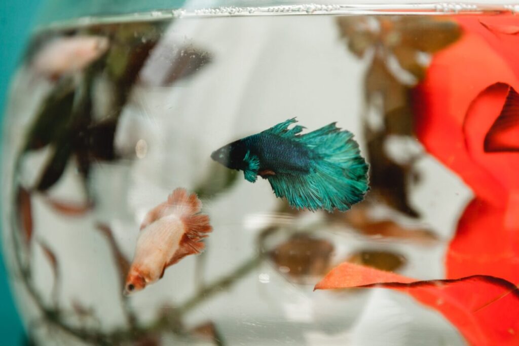 Betta caché et presque à jeun après un changement de filtre : les vérifications urgentes
