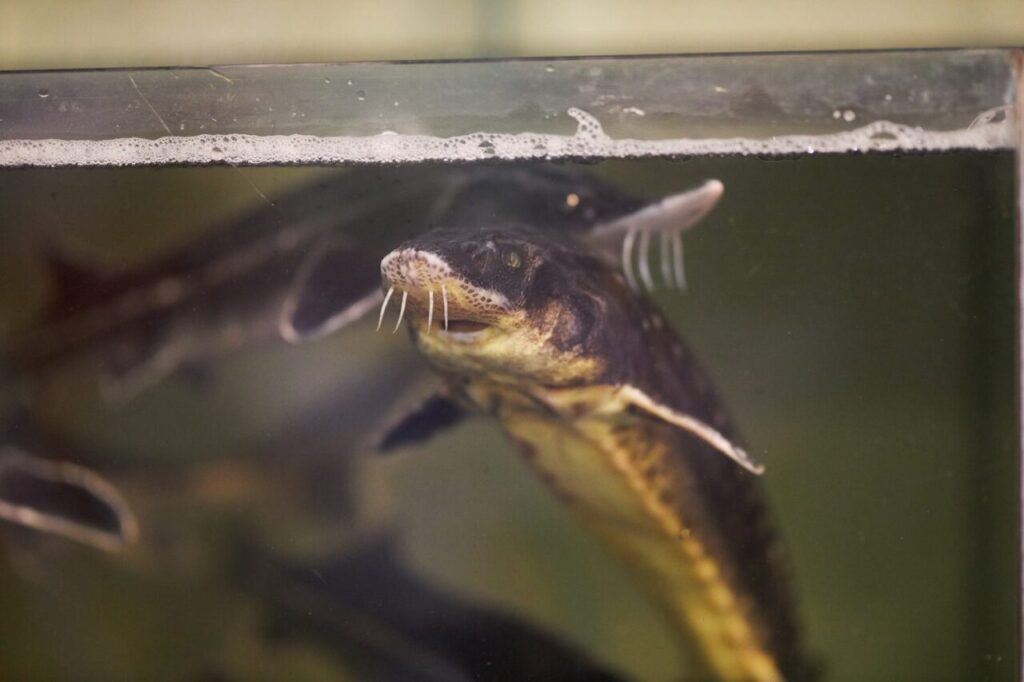 Fuite aquarium plein : que faire lorsqu’un angle commence à fuir ?