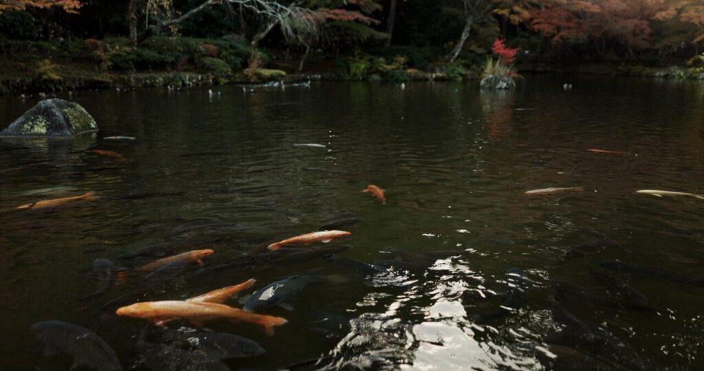 Quel poisson installer dans un bassin extérieur ?